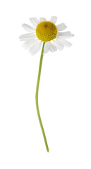 One beautiful chamomile flower isolated on white