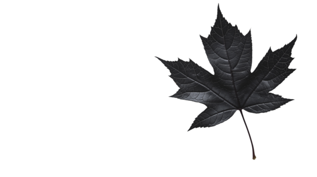 Black Maple Leaf – Realistic Autumn Leaf Silhouette Isolated on Transparent Background - Powered by Adobe