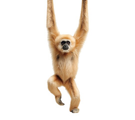 Brown gibbon monkey hanging isolated on a transparent background