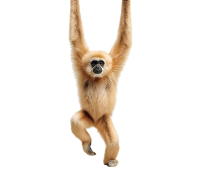 Brown gibbon monkey hanging isolated on a transparent background