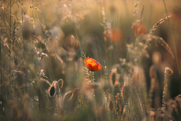 Beautiful field of red poppies in the sunset light.