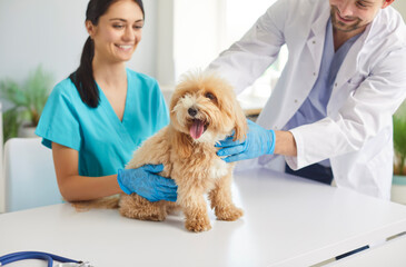 Vet male doctor, happy veterinary clinic nurse with puppy at examination table helping animal pedigree dog, medical treatment, preventative medicine, professional diagnosis and checks for pet