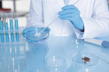 Scientist working with sample in Petri dish at table in laboratory, closeup