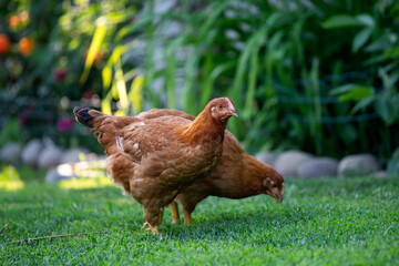 Free range chicken birds in green garden grass.