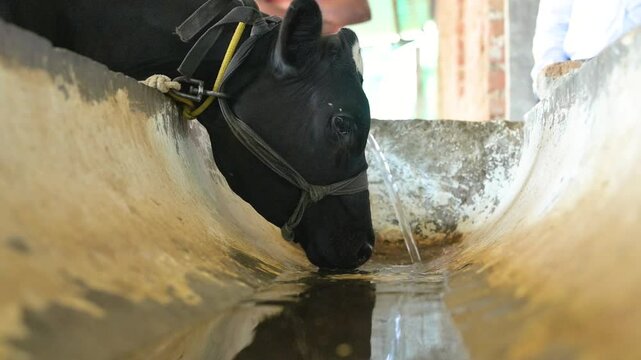 A cow quenching its thirst at a serene water trough on a sunny farm day