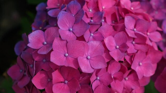 Hydrangea blooming. Blue, purple and pink heads of hydrangea flower petals. Beautiful Garden. Landscaping trend. Shrubbery blooms in the backyard. Scenic of nice landscaped. Green home design. Closeup