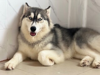 siberian husky dog