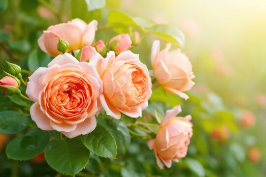 Roseate - Images et vidéos libres de droits | Adobe Stock