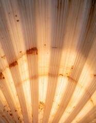  Editorial AI Generated - Close-up of a wooden surface with natural grain texture and warm lighting highlighting the intricate patterns and subtle imperfections in the wood