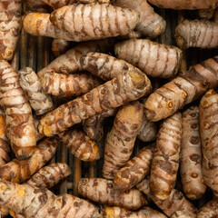 Organic raw turmeric roots piled together on bamboo tray background showing authentic spice market texture and earthy herbal culinary health food ingredients