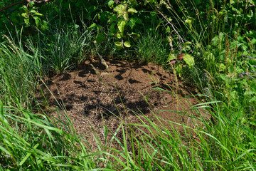Ant Hill in a Grassy Field with crawling ants