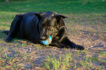 Black dog playing with ball. Mix, crossbred German Shepherd and Labrador