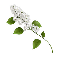 Elegant white lilac flower with green leaves. transparent background