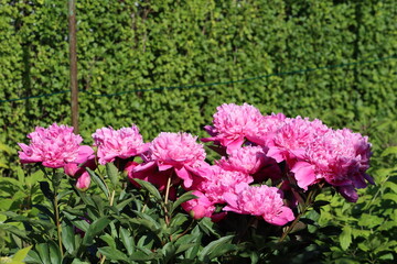 Fototapeta premium Sweden. Paeonia lactiflora (Chinese peony, Chinese herbaceous peony, or common garden peony) is a species of herbaceous perennial flowering plant in the family Paeoniaceae.