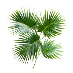 Obraz premium Tropical palm leaves background for summer design and nature concept on transparent background