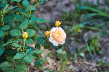 An exquisite apricot rose in full bloom with several buds in a garden setting