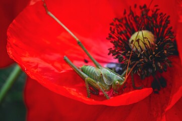 A close-up of a grasshopper perched on a vibrant red poppy flower, showcasing nature's beauty.