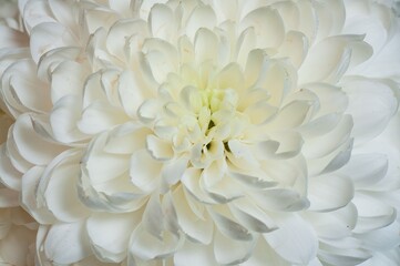 Obraz premium A stunning close-up of a white chrysanthemum flower in full bloom, showcasing its beauty.