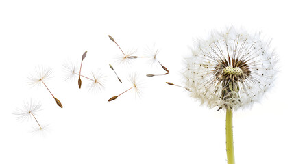 Dandelion with Seeds on White