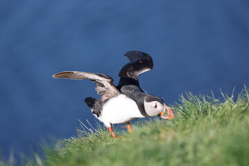 wild puffins on Vestmannaeyjabær island, iceland
