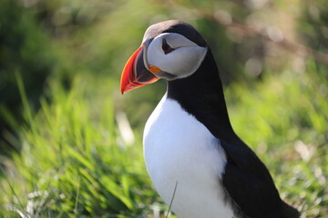 Wild Puffin on Vestmannaeyjabær Island, Iceland