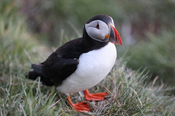 Wild Puffin on Vestmannaeyjabær Island, Iceland