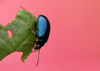 alder moth insect on a leaf