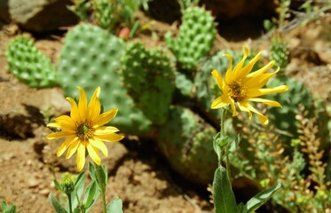   pretty yellow aspen sunflowers in front of prickly pear cactus  on a sunny summer day along the trail in waterton canyon, in the foothills of littleton, colorado   