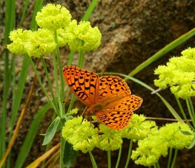 a colorful  aphrodite fritillary butterfly perched on a yellow whiskbroom  parsley wildflower next...