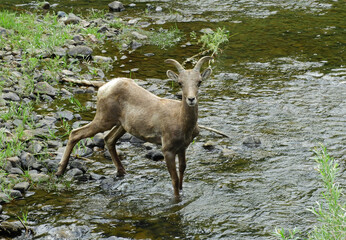     rocky mountain bighorn sheep ewe  crossing the south platte river in waterton canyon, littleton, colorado, in summer    