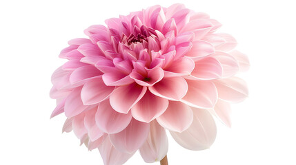 Pink Dahlia – Studio Macro