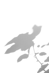 Obraz premium shadow overlay effects of realistic abstract natural rose flower shadow on white wall background,Summer sunlight plants shadow overlay effect,shadow for photo interior backdrop studio mockup