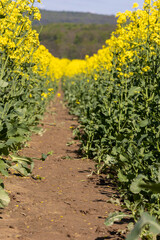 Bright yellow canola field and blue sky on a sunny day. Rural scene in springtime