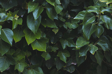 Fresh green leaves with natural sunlight