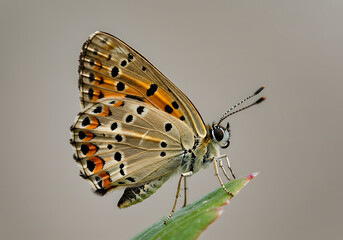 Exquisite Macro Shot: Vibrant Copper Butterfly Perched on a Green Leaf