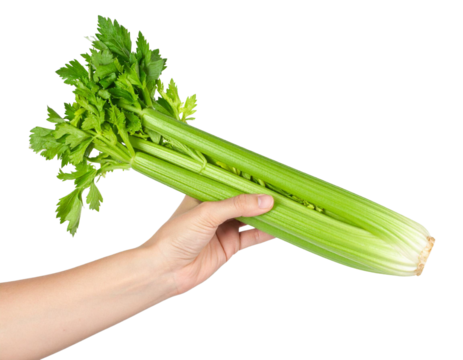 Hand holding a bunch of fresh celery isolated on transparent background, ideal for healthy eating and vegan lifestyle concepts - Powered by Adobe