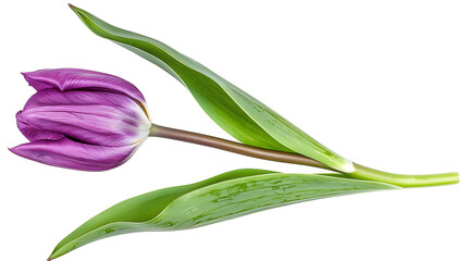 Fototapeta premium Purple Tulip Bud on White