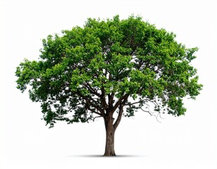 tree isolated on white background