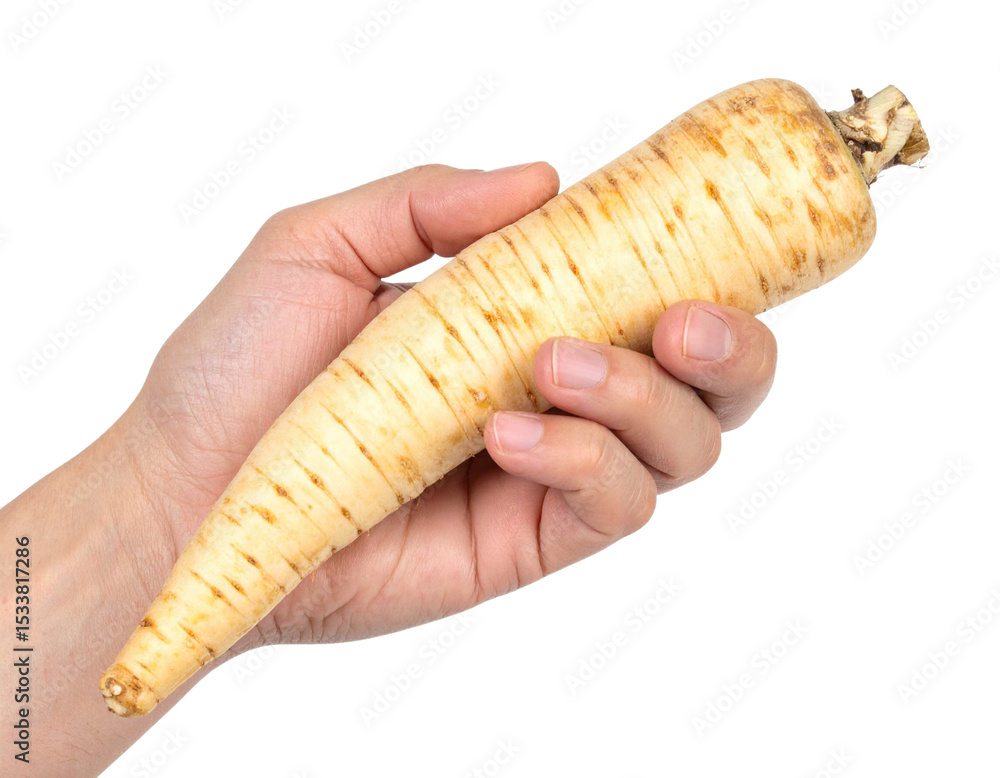 Poster hand holding a fresh parsnip isolated on a transparent background, ideal for food and cooking projec