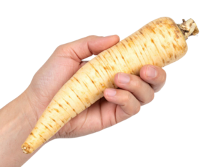 Hand holding a fresh parsnip isolated on a transparent background, ideal for food and cooking projects
