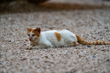 Feral, stray, white and orange tom cat with a scared face from fighting