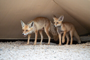 Arabian red fox mother and young with a den under a bridge adapted to urban environment