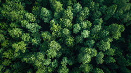 Aerial view of dense forest filled with vibrant green trees, showcasing beauty of nature and tranquility of lush environment. scene evokes sense of peace and connection to outdoors