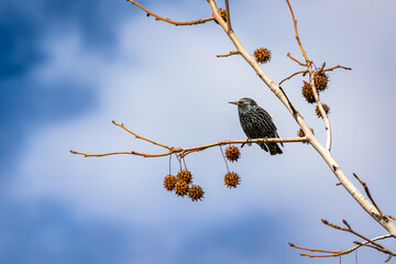 Starling sitting on a branch of a tree with cones in the background and clouds