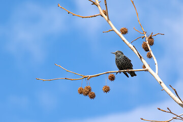 Starling sitting on a branch of a tree with cones in the background, Sturnus vulgaris