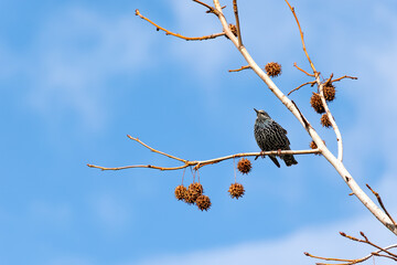 Starling sitting on a branch of a tree with cones in the background, Sturnus vulgaris Sturnus vulgaris looking upper right