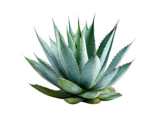 Fototapeta premium Majestic agave plant isolated on black background, Isolated On Transparent Background