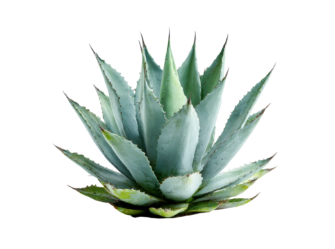 Majestic agave plant isolated on black background, Isolated On Transparent Background