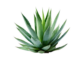 Fototapeta premium Lush green agave plant isolated on black background, Isolated On Transparent Background