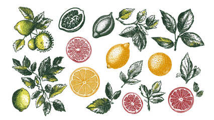 Tropical leaves and tropical fruits element vector on transparent background, design linocut style illustration